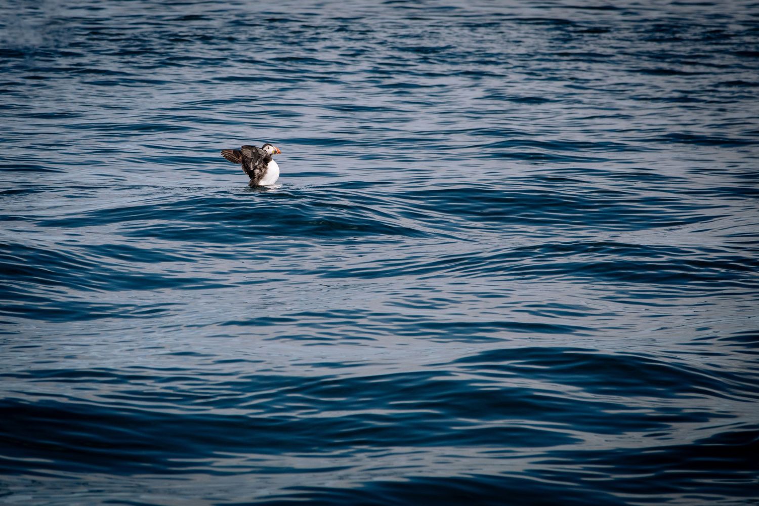 A seabird skims low over dark rippling ocean waves.