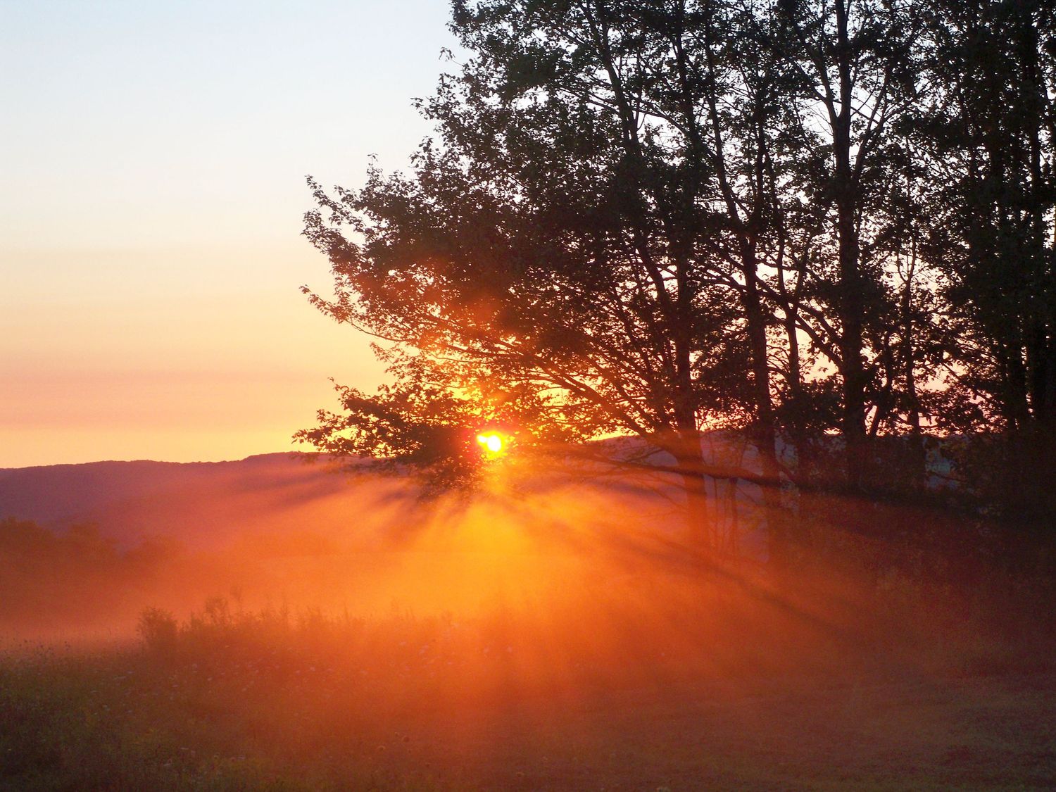 Golden sunbeams burst through pine trees at sunset creating a magical forest scene.