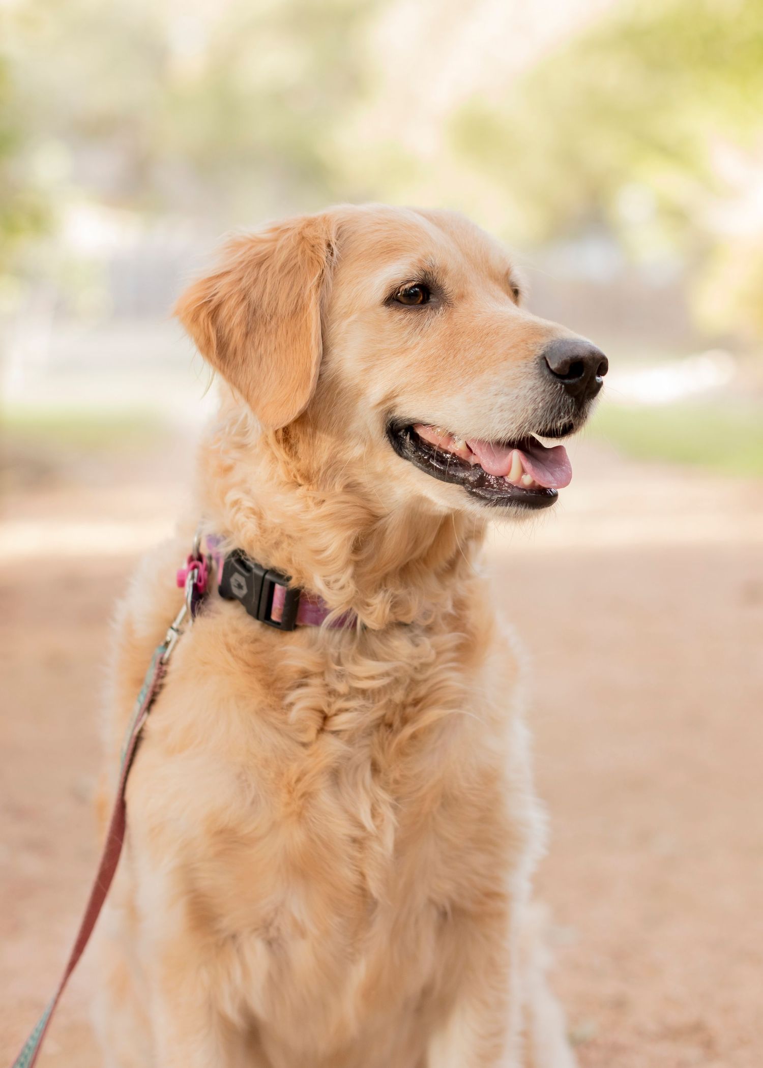 Golden Retriever Cedar Park photo Session