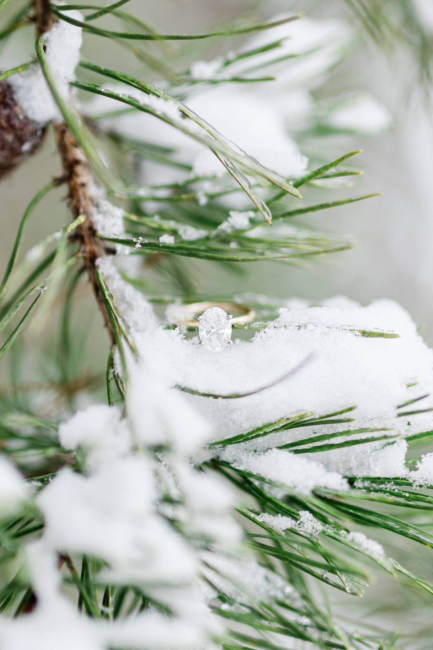 Snow-covered pine needles glisten with ice crystals in a serene winter macro shot.