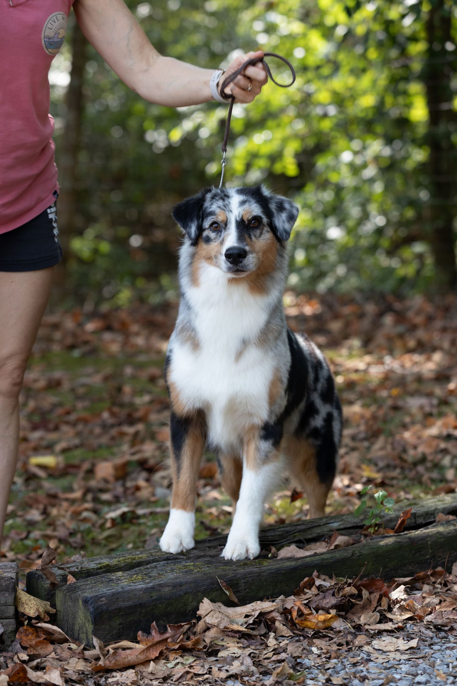 Australian Shepherd standing on fallen log in autumn forest while on leash.