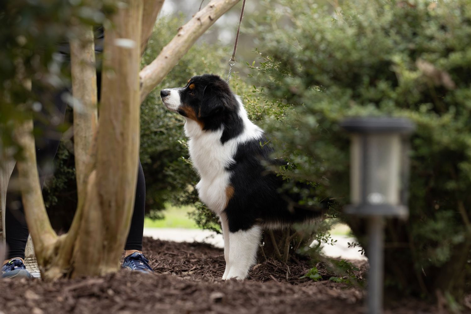 Australian Shepherd standing on fallen log in autumn forest while on leash.