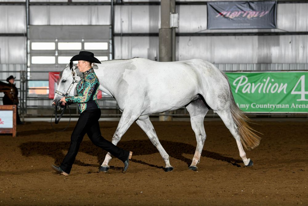 Handler leading elegant white horse across indoor arena during competition.