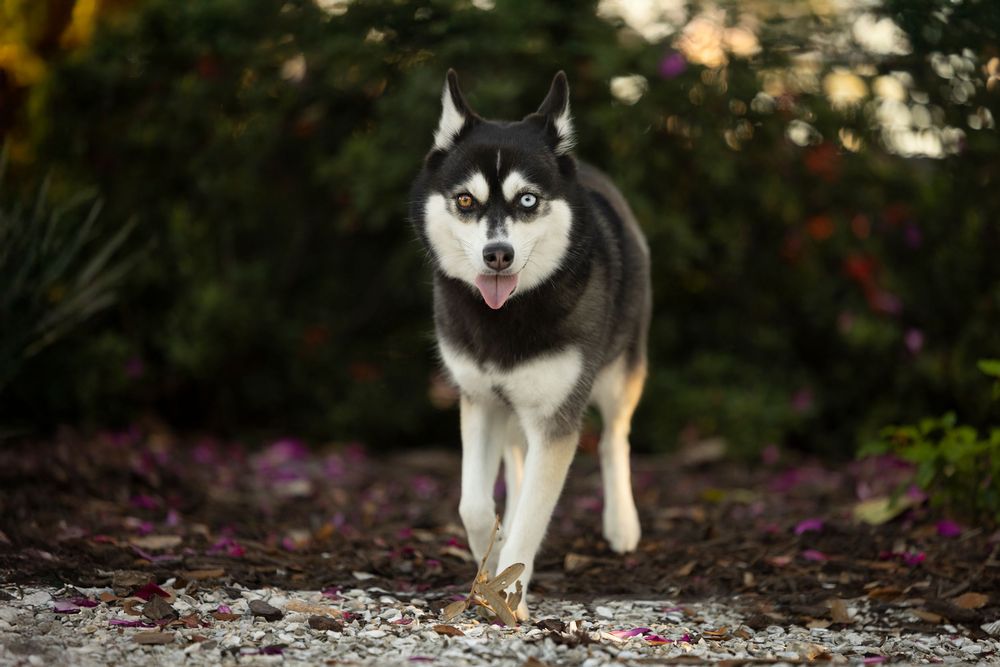 Pomsky in the park in St. Petersburg