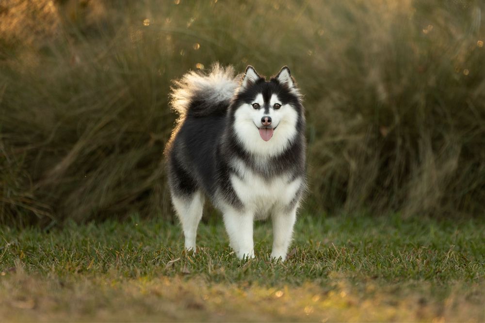 Pomsky bathed in the evening light