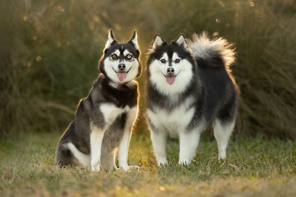 Two Pomskies bathed in the evening light