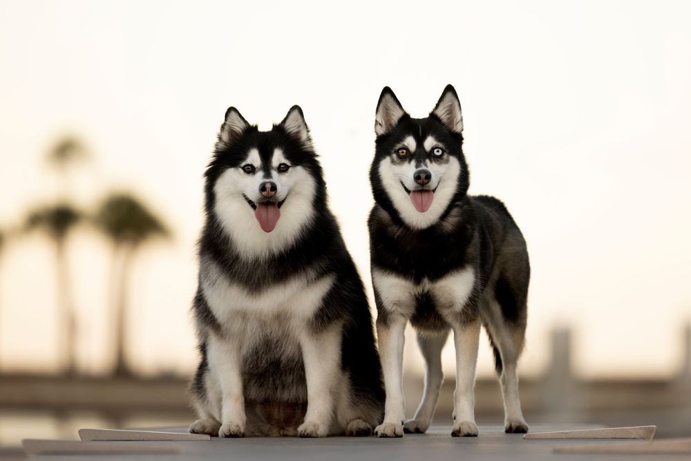 Two Pomskies with the sunset behind them.