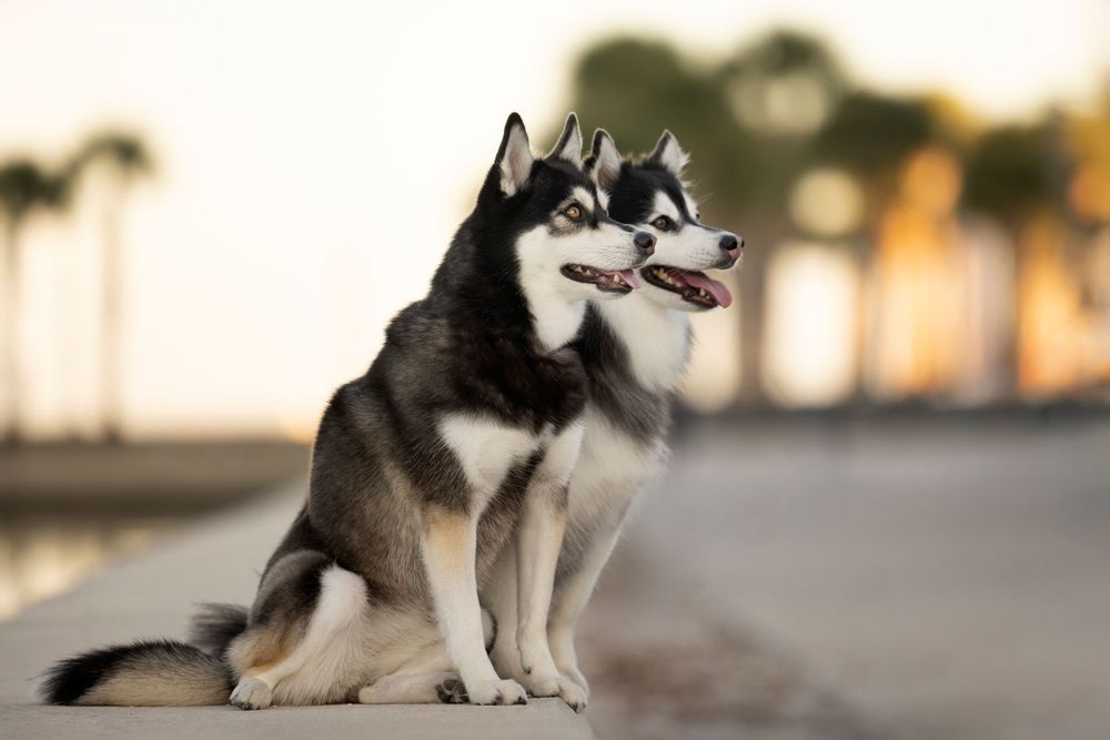 Two Pomskies looking up lovingly to their dog mom