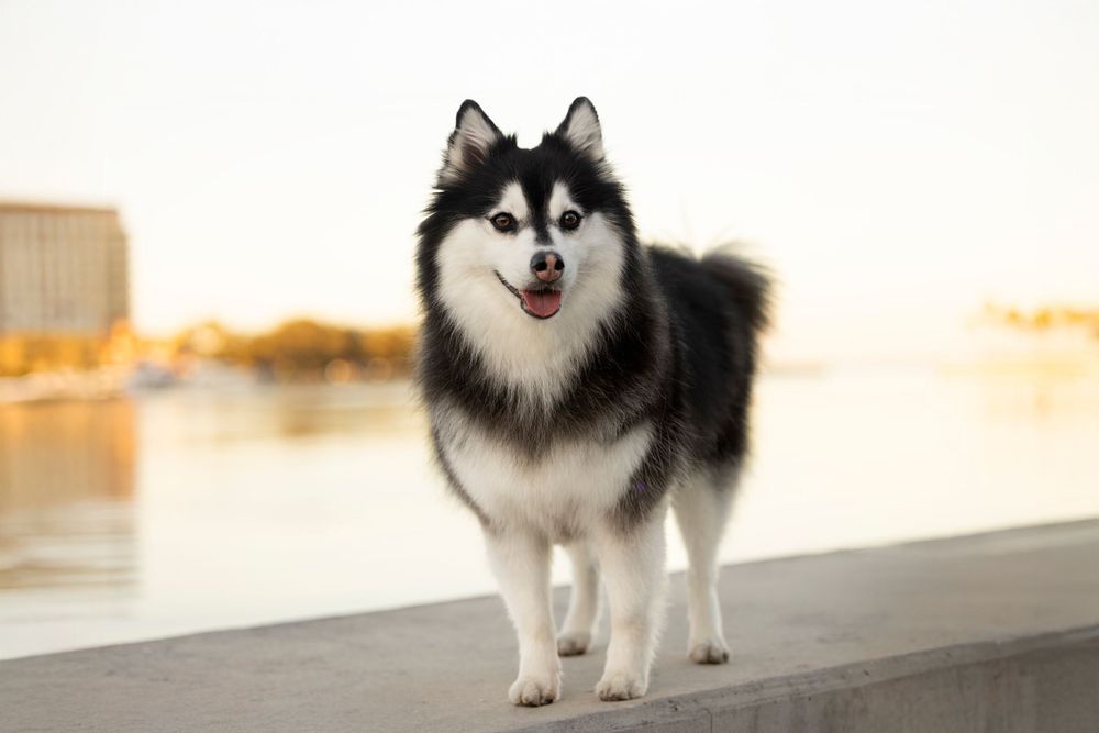 One happy Pomsky posing happily for their portrait