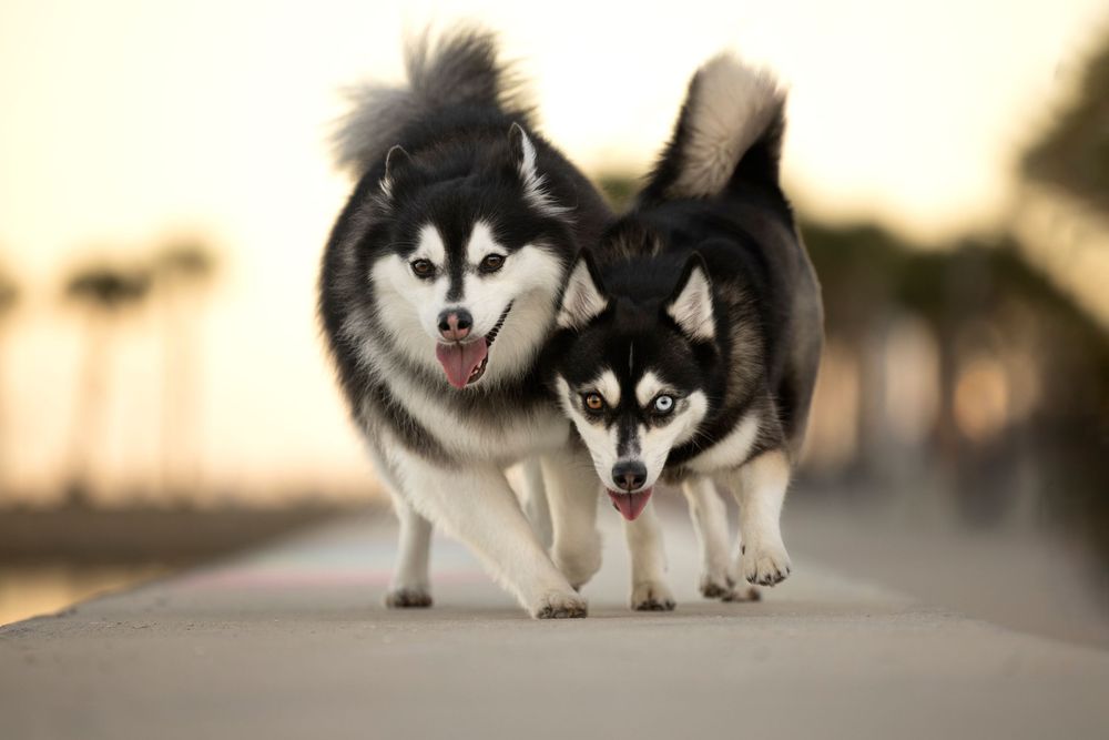 Two Pomskies racing towards their beloved dog mom