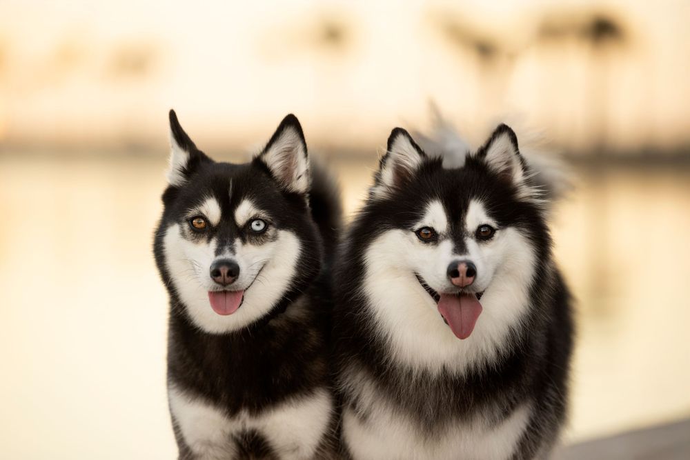 Two Pomskies posing for their close up