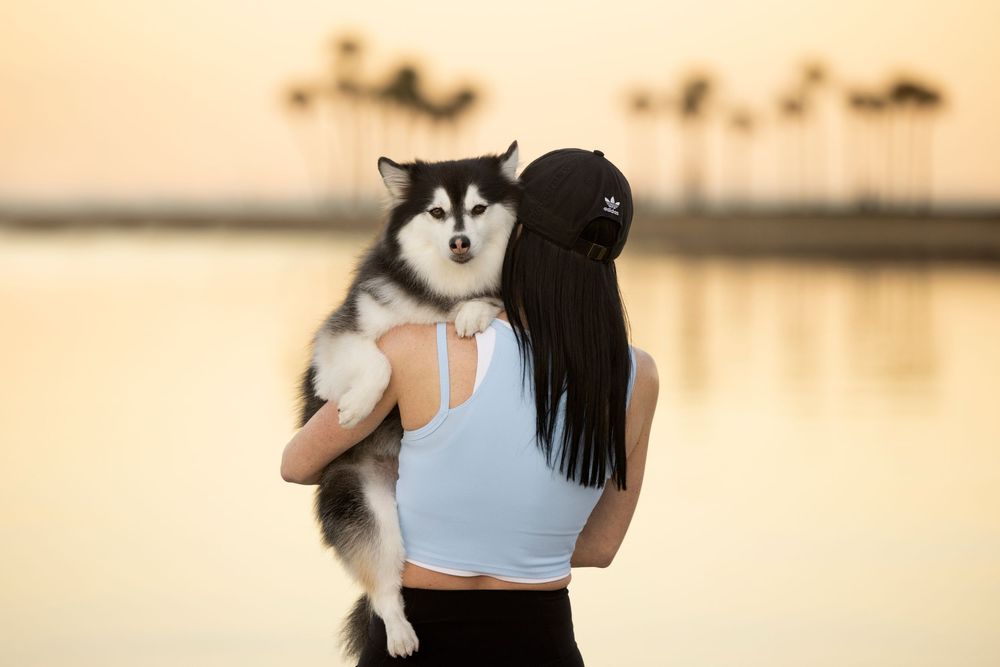A woman holding a Pomsky puppy on her shoulder while looking out at a vibrant sunset.