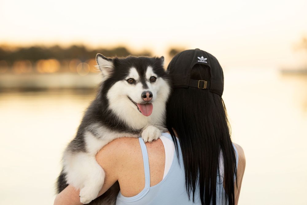 Back view of a woman carrying a small Pomsky on her shoulder, with a glowing sunset over the horizon.