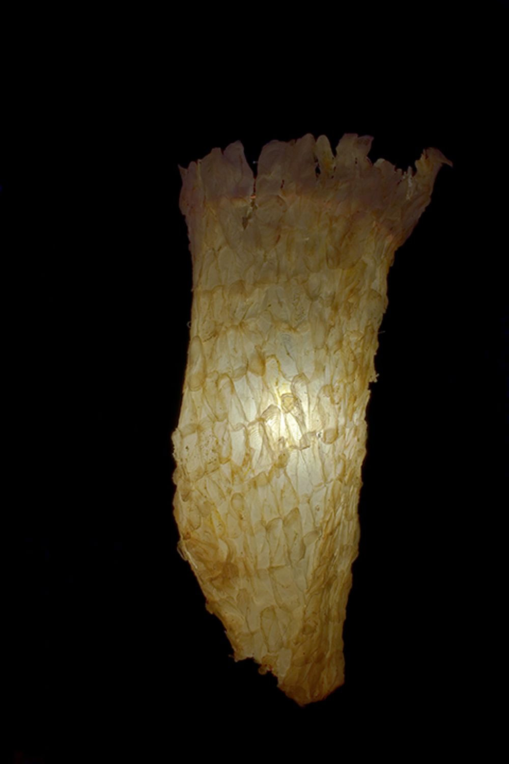 Illuminated translucent paper sculpture glowing against dark background creating organic shapes.