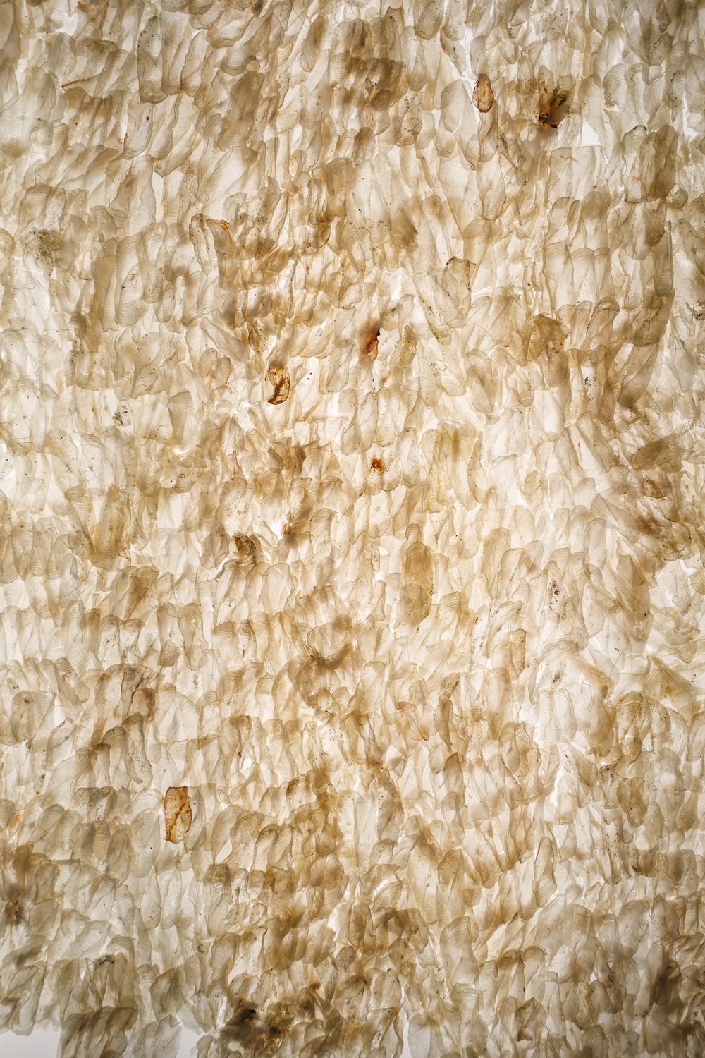 Close-up texture of layered white and beige fibrous material with brown spots, resembling natural organic surface.