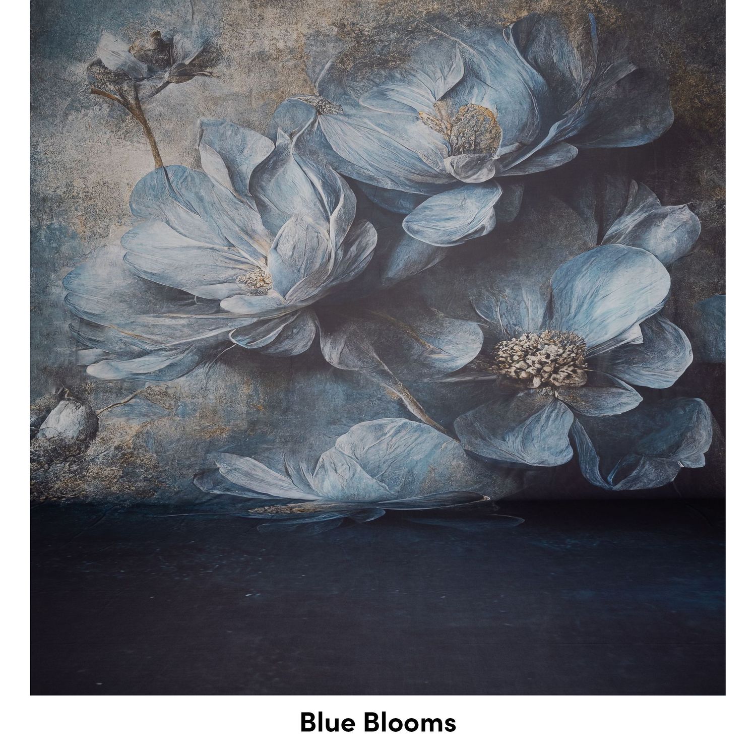 Artistic floral composition featuring ethereal blue cosmos flowers against a dark textured background in moody lighting.