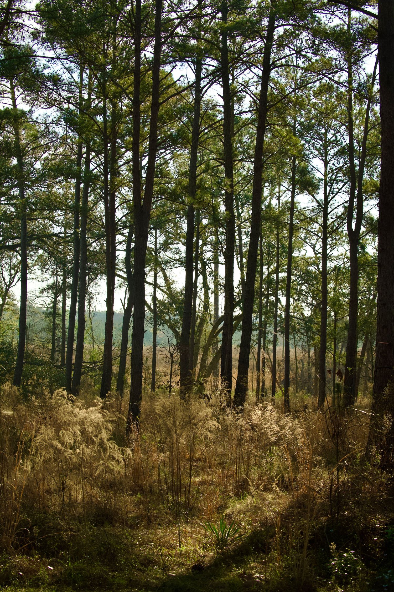 Beautiful Southern Georgia