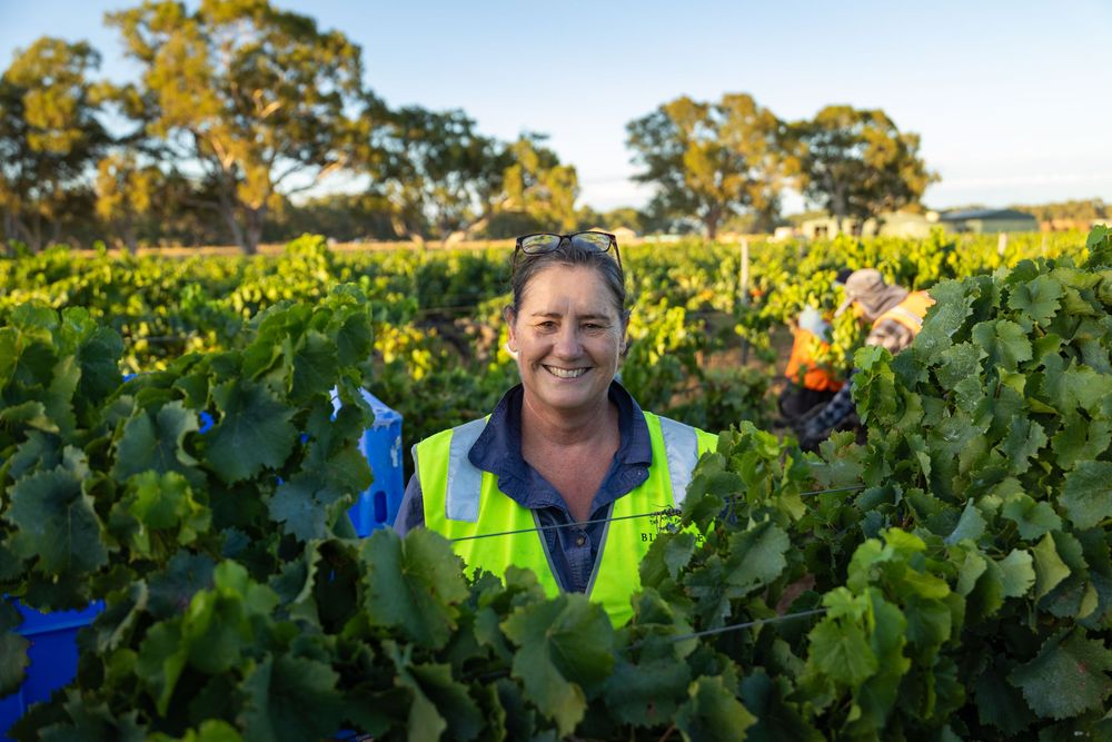 Workers in high visibility vests harvest grapes in a lush vineyard during a sunny morning.