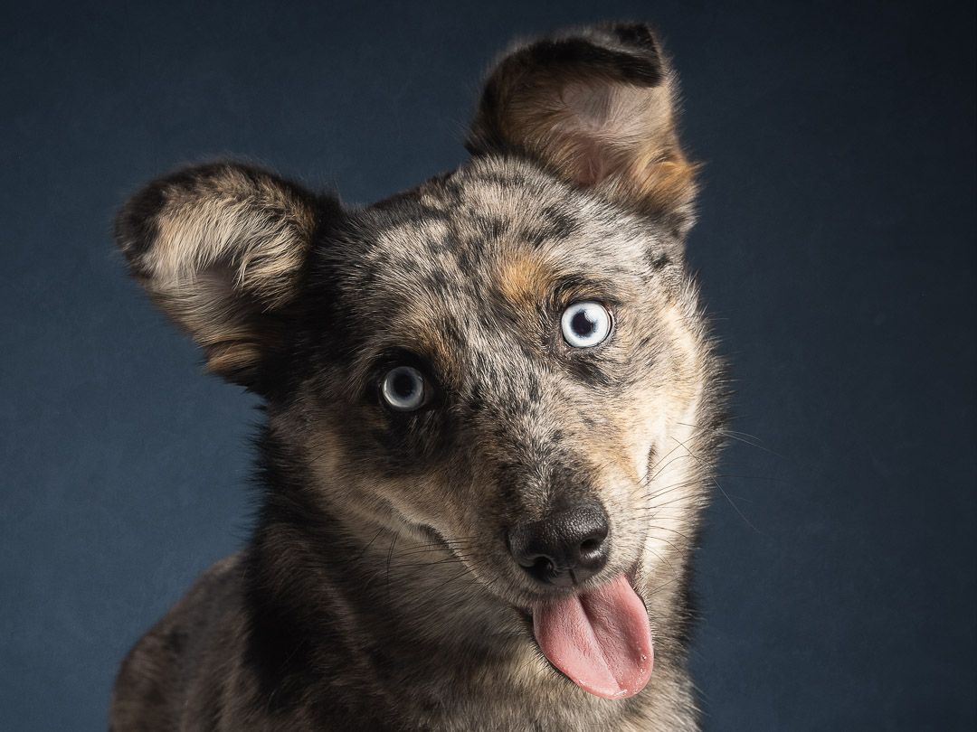 Zittend hondenportret in studio, fine-art hondenfotografie met zachte belichting