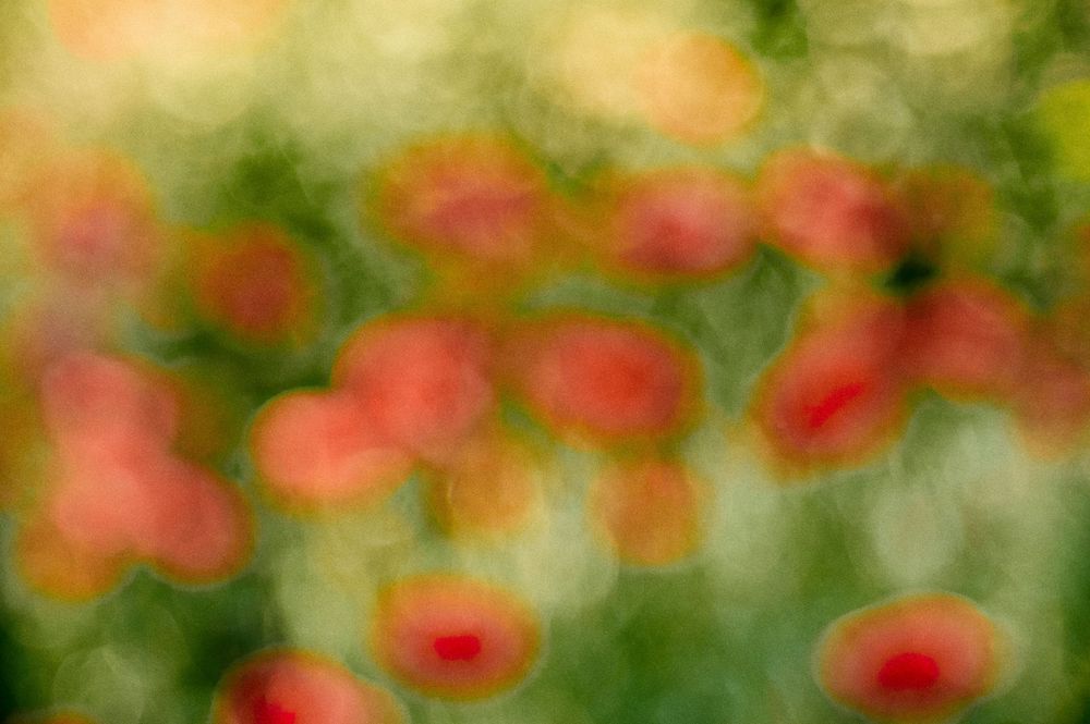 Abstract garden scene with red poppies creating soft blurred patterns against green.