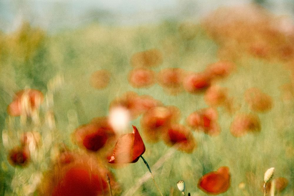 Red poppies sway in a summer meadow with soft focus creating an ethereal atmosphere.