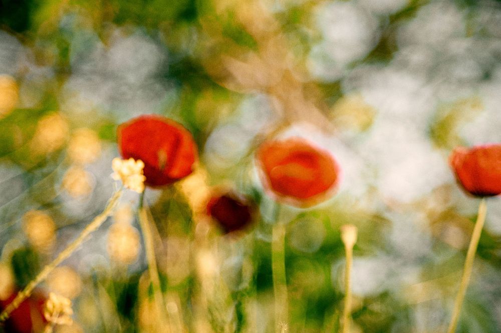 Artistic capture of red poppies with sun-dappled bokeh and golden highlights.