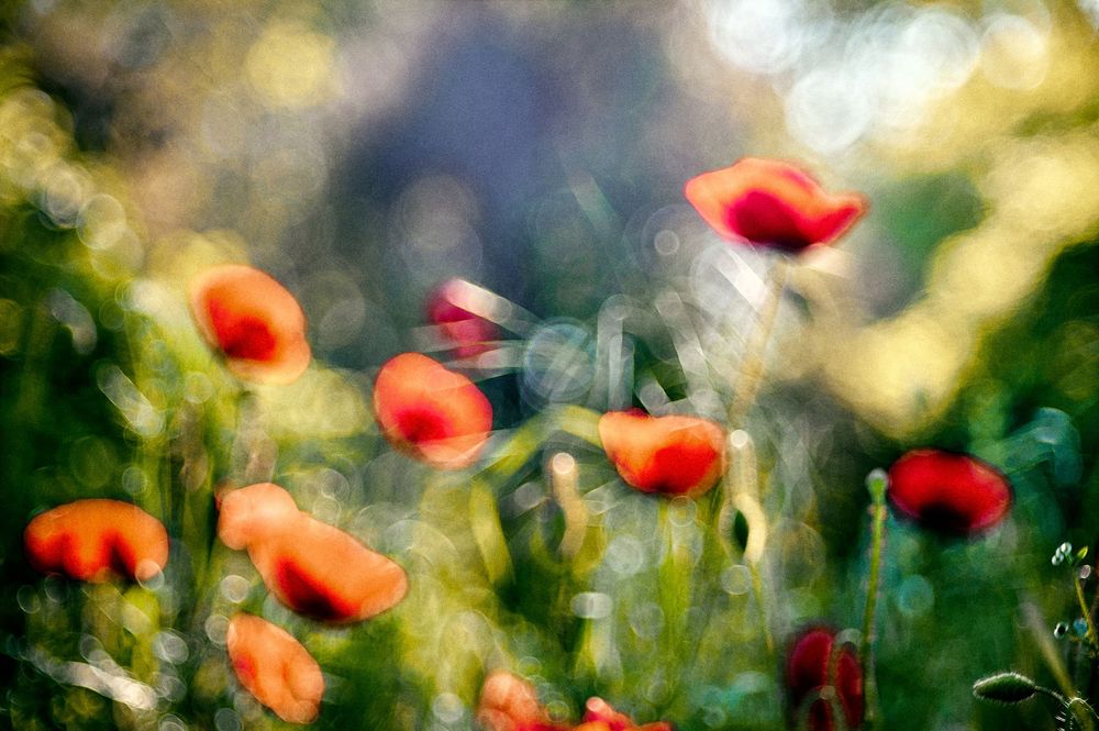 Vibrant red poppies bloom in a field with dreamy bokeh lighting effects in the background.