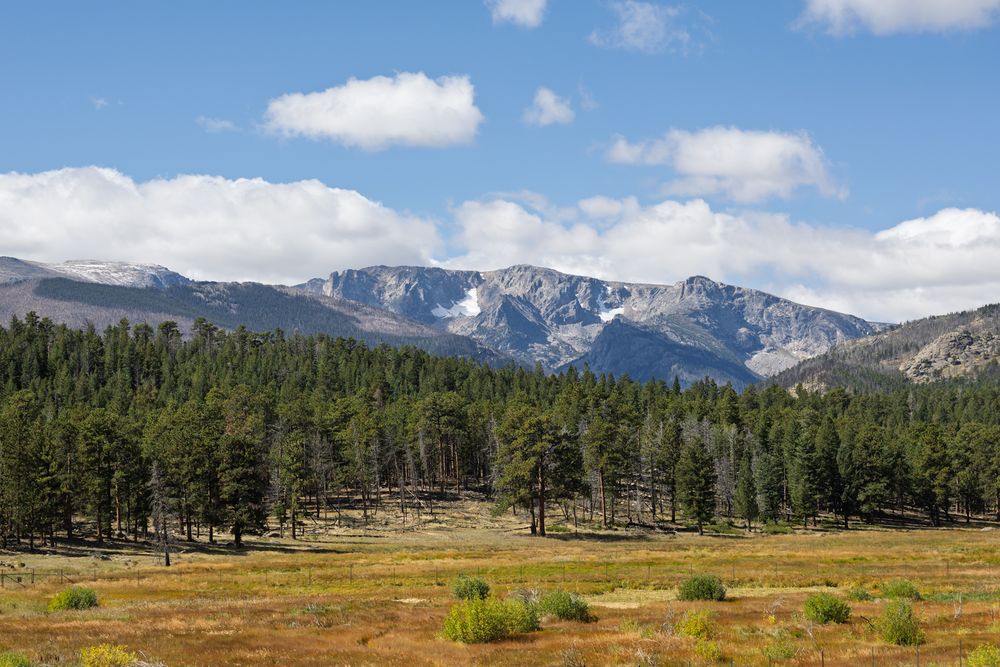 Snow-capped mountain range rises above pine forest and golden meadow in Rocky Mountain National Park.