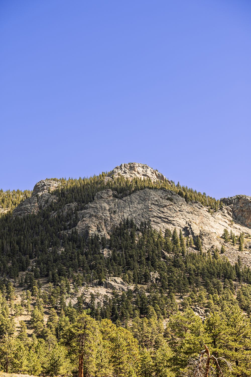 Granite mountain peak with pine-covered slopes rises against clear blue sky.