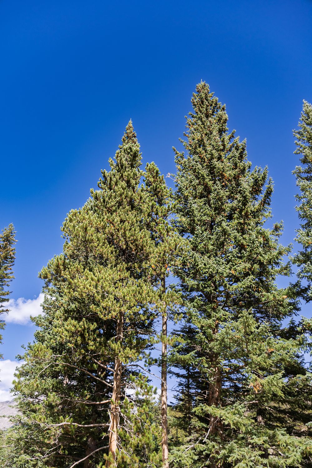 Tall evergreen trees reach toward a bright blue sky with scattered white clouds in a mountain landscape.