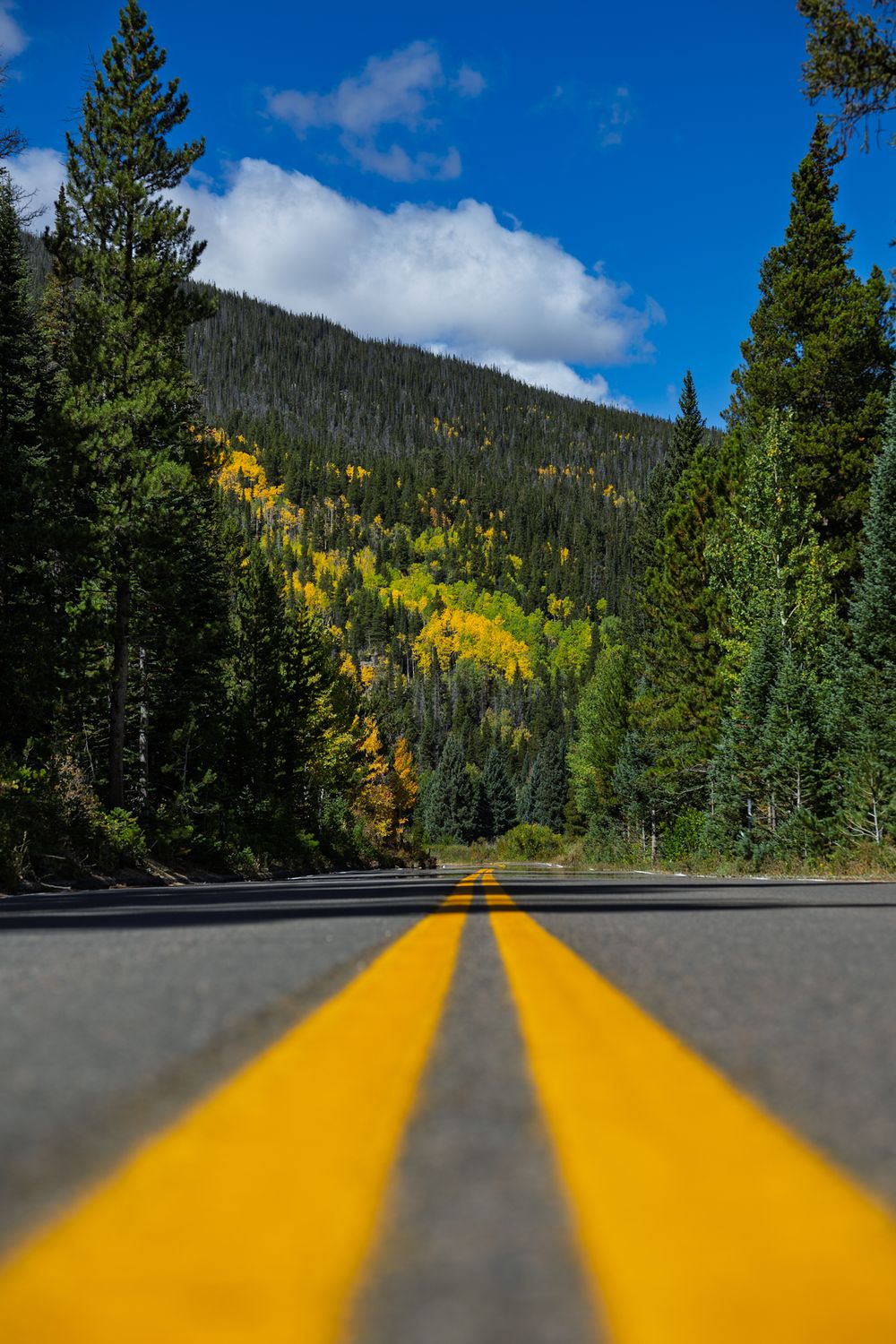 Mountain road with yellow center lines leads through colorful fall forest.