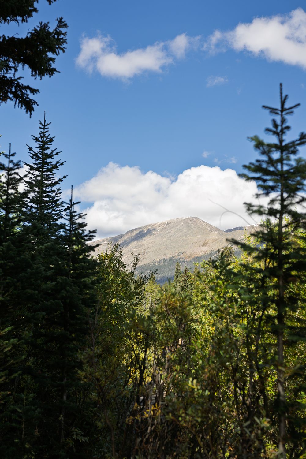 Mountain peaks rise behind evergreen trees under a blue sky with puffy white clouds.