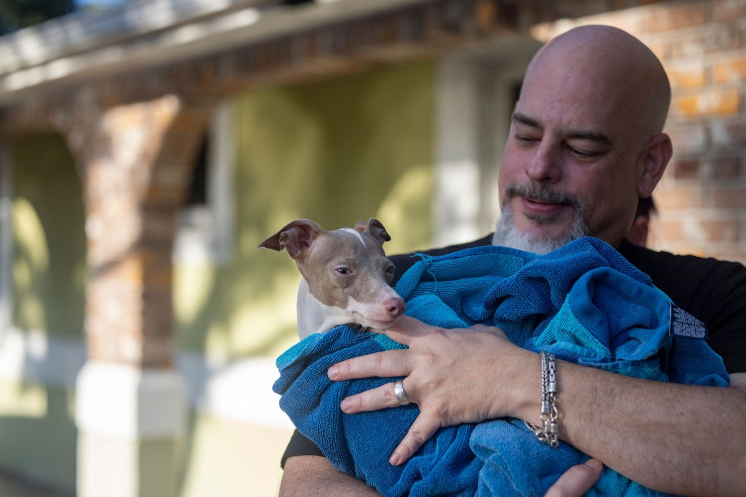 A volunteer holding a shivering Italian Greyhound wrapped in a warm towel.