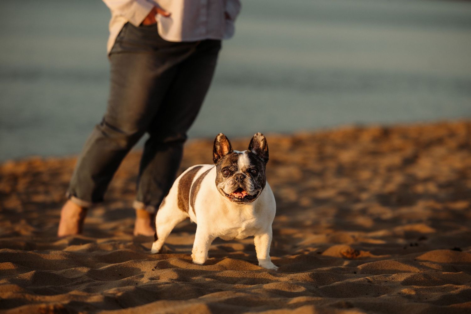 Small black and white dog playing on sandy beach at sunset with human feet in background.