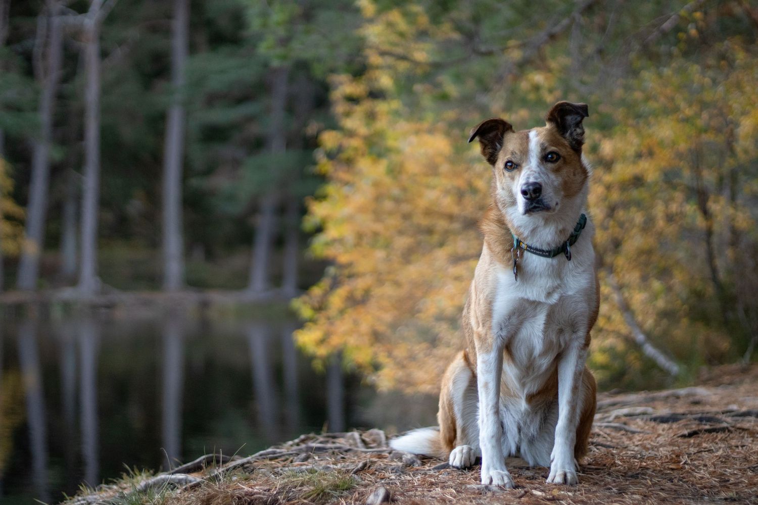 Photograph of a Welsh Sheepdog by Woodland Workbench