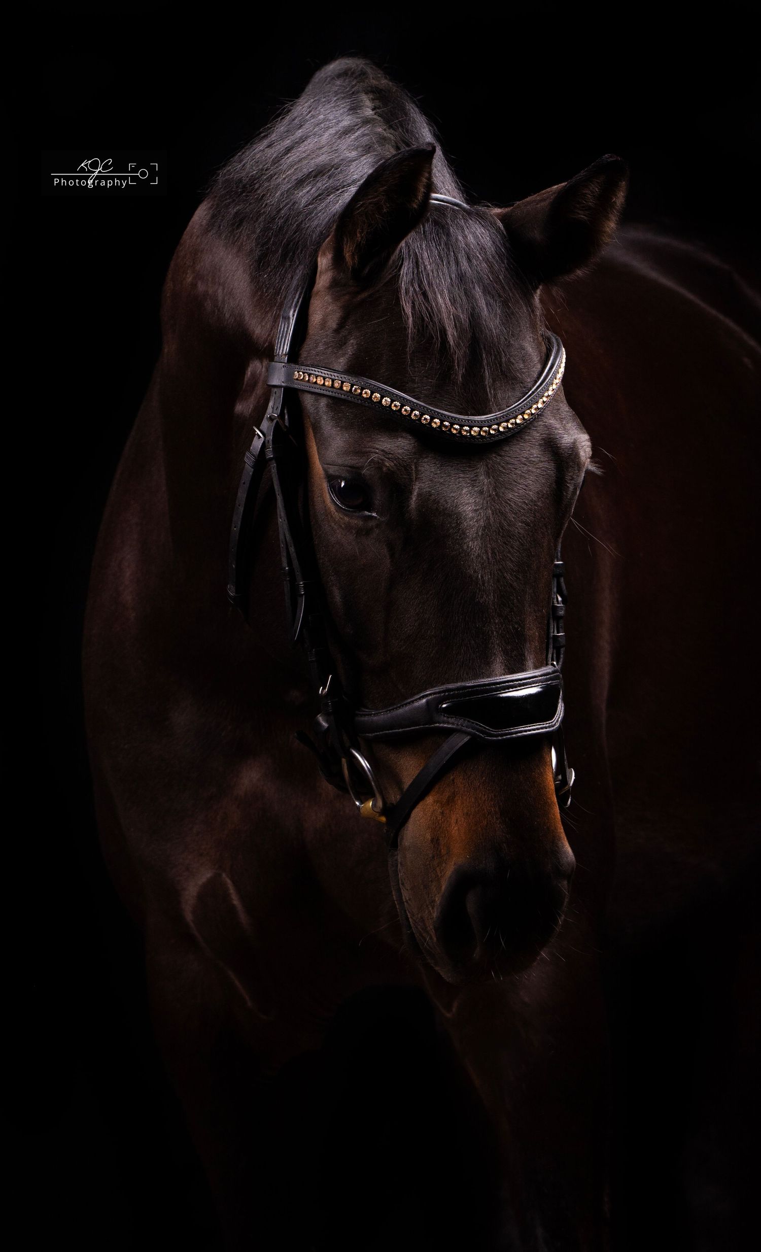 Donkerbruin paard in mobiele studio van paardenfotograaf