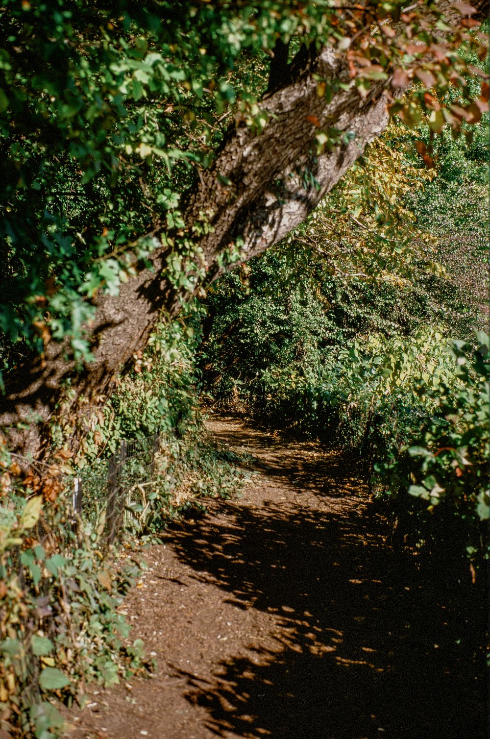 Shaded dirt trail winding through dense green foliage in a forest.