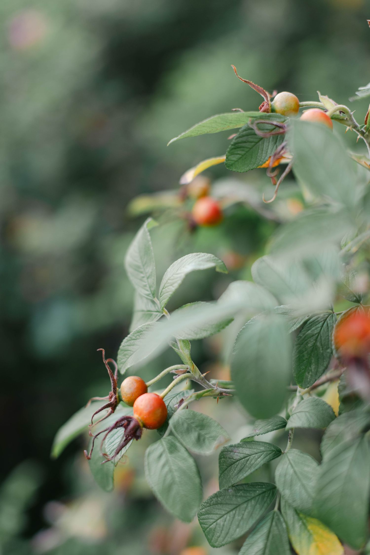 Close-up view of ripe orange rose hips growing on green foliage in a garden setting. - Elawa Farm