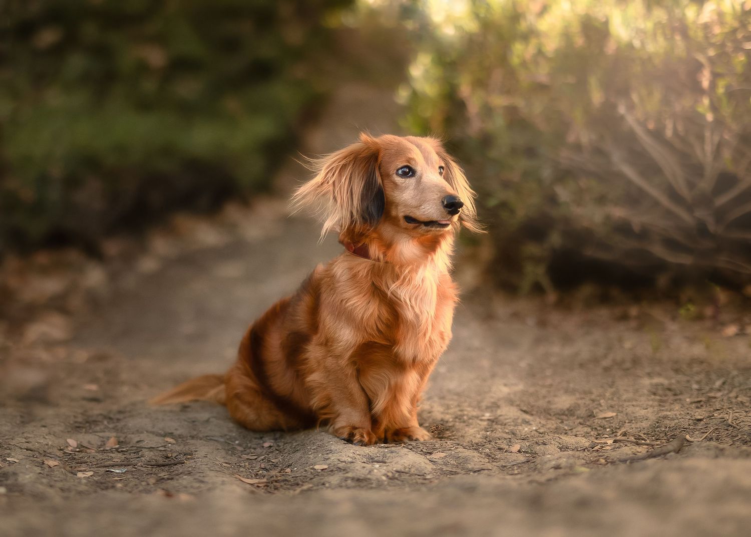 A long-haired dachshund sits among blooming purple wildflowers in a dreamy garden setting.
