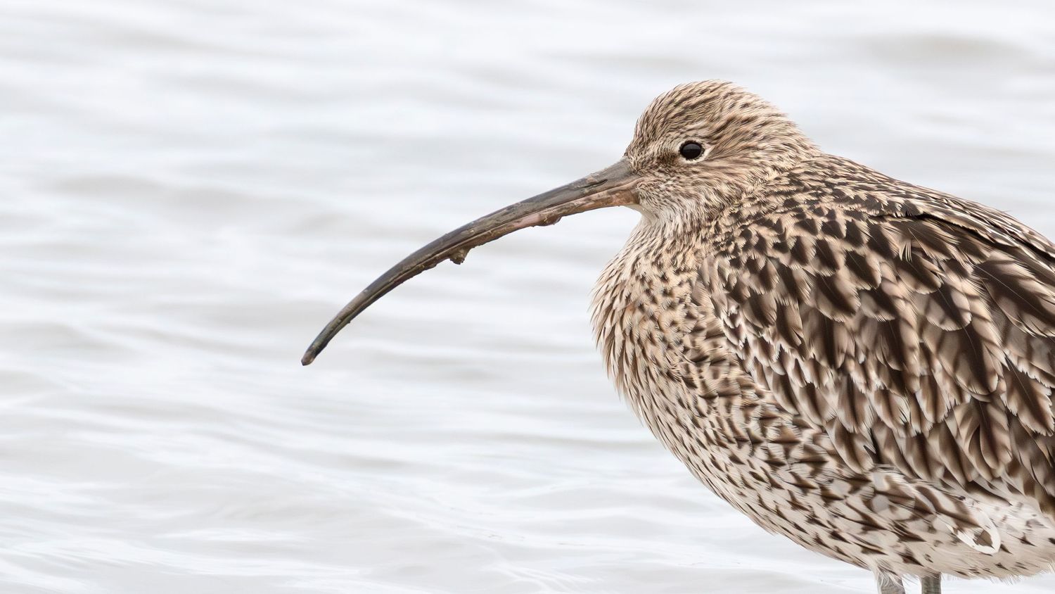 A Curlew Portrait