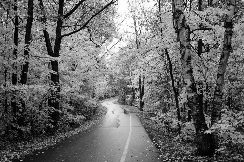 A serene black and white forest path lined with tall trees and fallen autumn leaves creates a tranquil woodland scene.