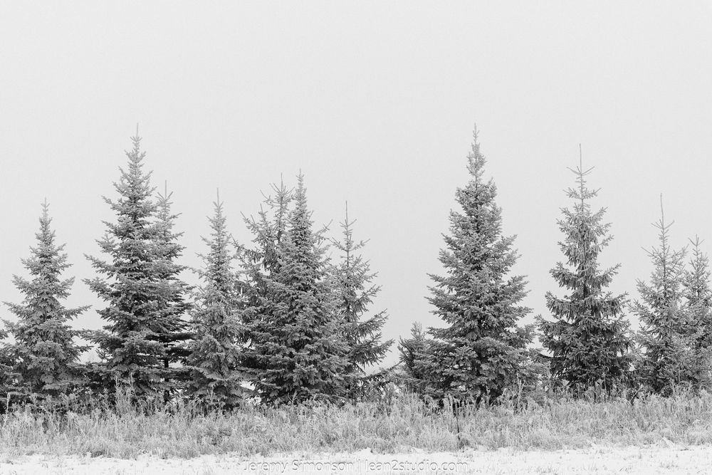 A row of evergreen trees stands silhouetted against a light gray winter sky in a minimalist landscape.