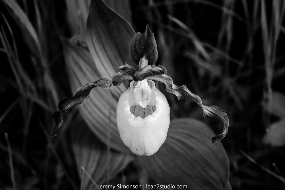 Black and white macro photograph of a tulip flower opening in stages shows delicate petal details and textures.