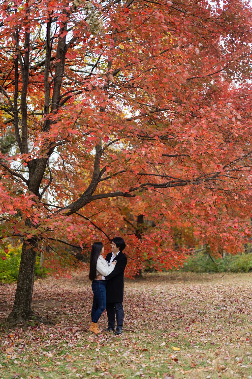 A couple shares a romantic moment beneath vibrant red autumn maple trees on a fall afternoon.