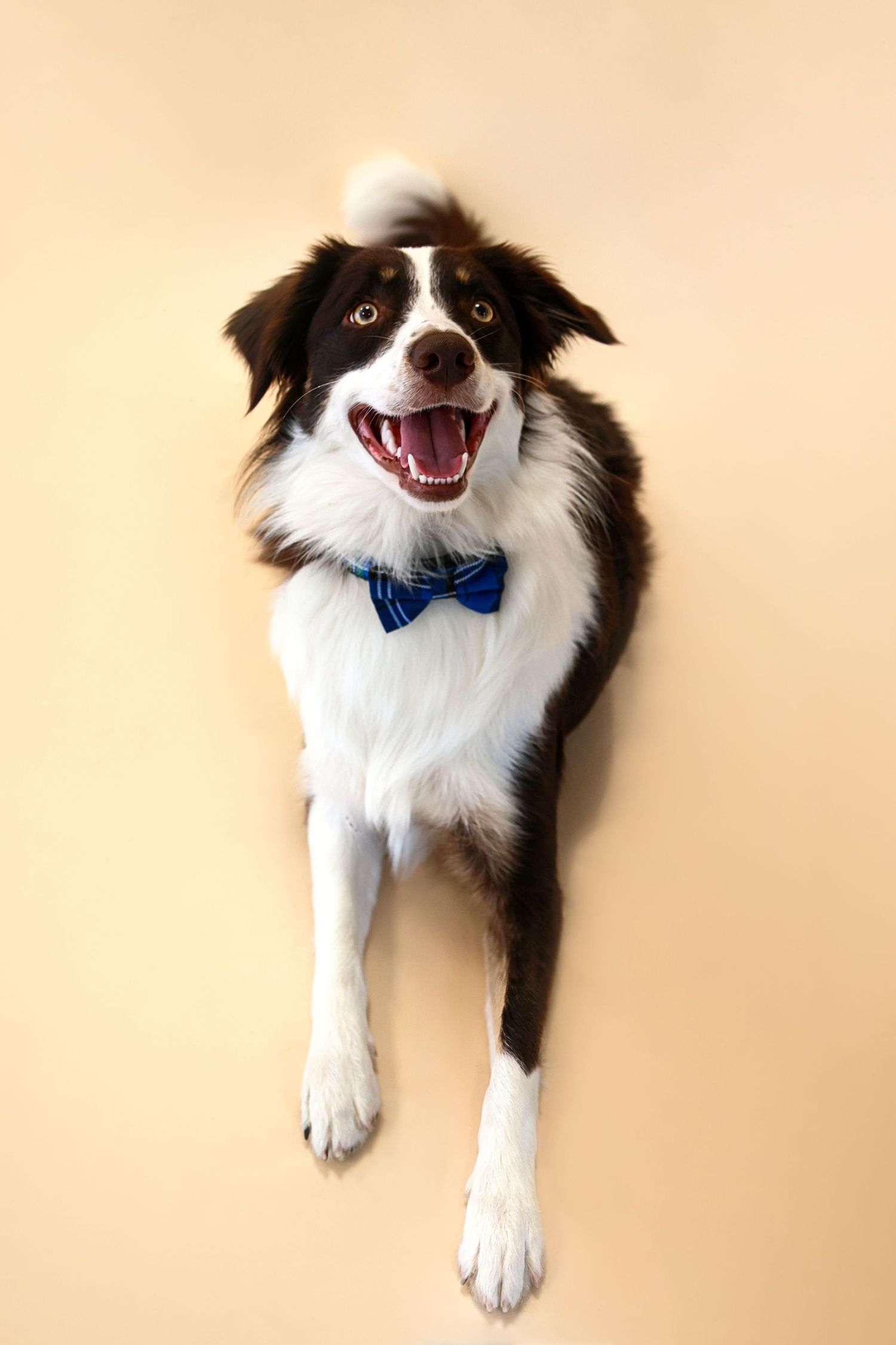 Border collie wearing a blue bowtie lying on beige carpet shown in four sequential poses with happy expressions.