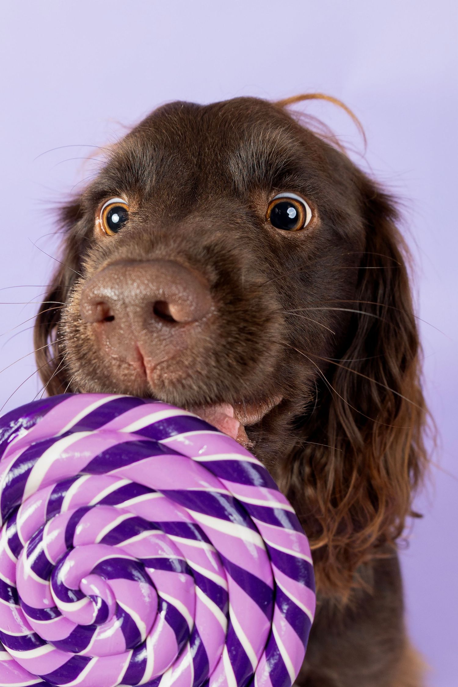 Border collie wearing a blue bowtie lying on beige carpet shown in four sequential poses with happy expressions.