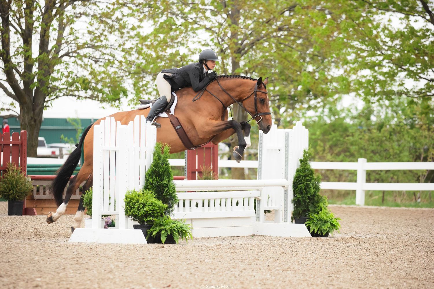 A horse and rider clearing a white show jumping fence between decorative evergreen plants in an outdoor arena.