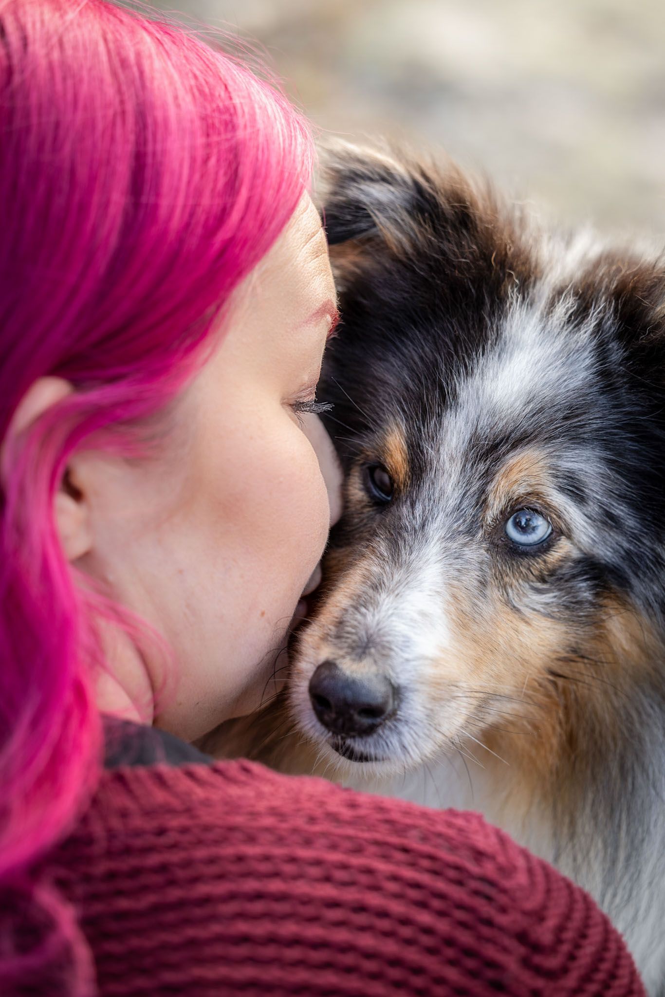 A Sheltie dog with striking blue eyes receives affection while wearing a burgundy knit sweater.