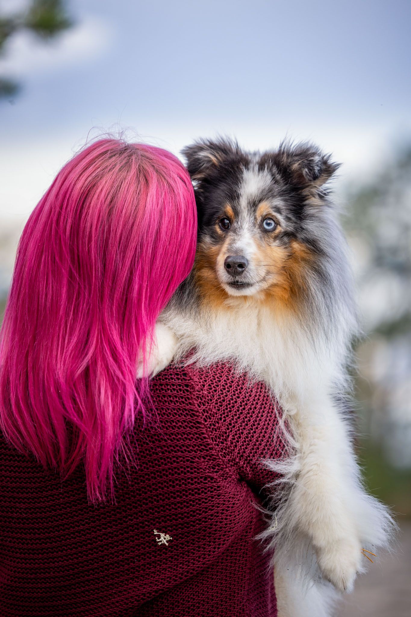A series of photos showing a Shetland Sheepdog being held by someone wearing a burgundy sweater and pink hair.