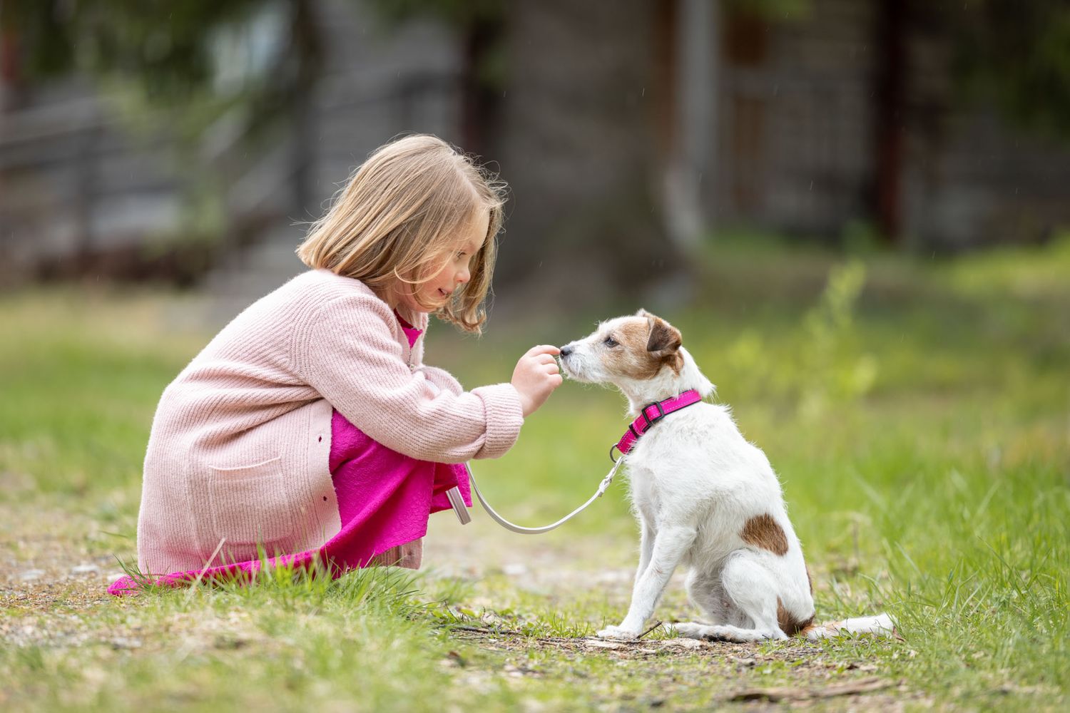 Pinkkiin pukeutunut tyttö syöttää valkoiselle terrierille herkkuja ulkona.